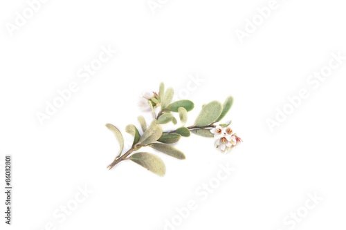 Foto Vaccinium vitis-idaea, lingonberry flower