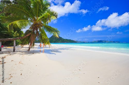 Fototapeta Naklejka Na Ścianę i Meble -  Palm tree and beautiful beach at Praslin island, Seychelles