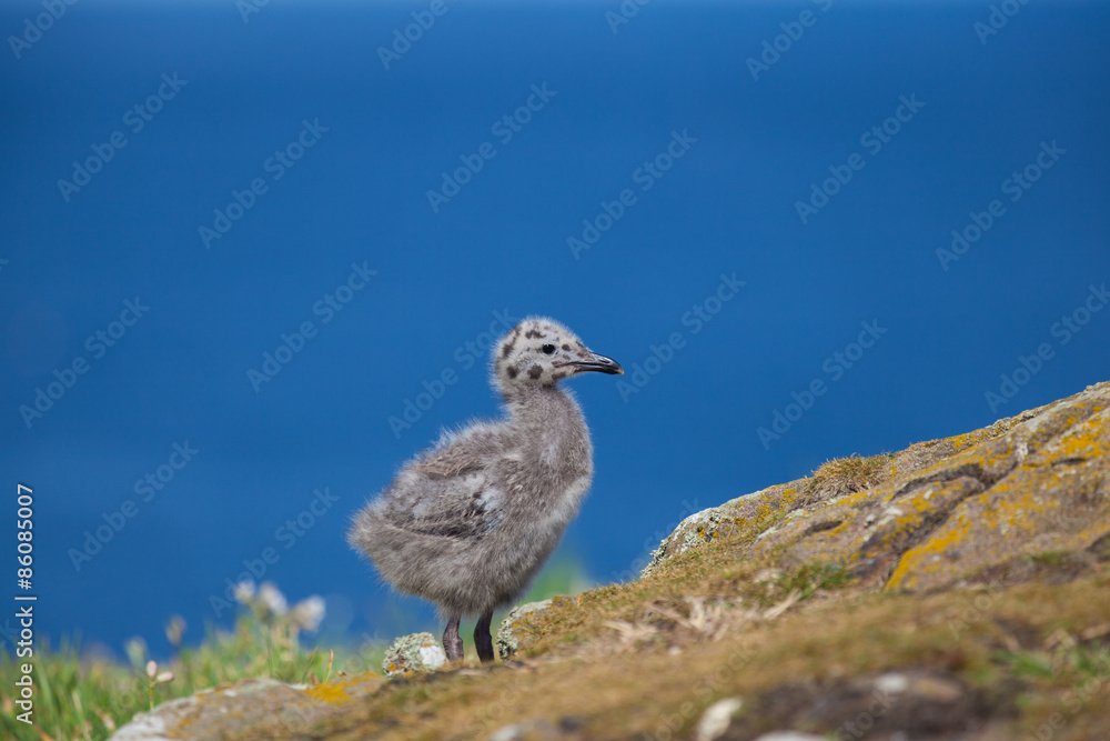 Fototapeta premium Baby Seagull