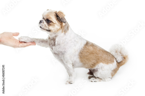 Lhasa Apso Dog over a white background