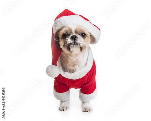 Lhasa Apso Dog over a white background © Louis-Photo