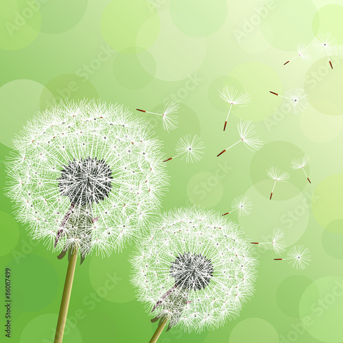 Fototapeta Naklejka Na Ścianę i Meble -  Green background with two flowers dandelions