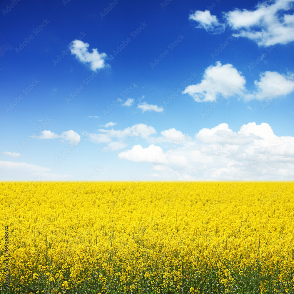 Rapsfeld im Sommer Rapsfeld im Sommer