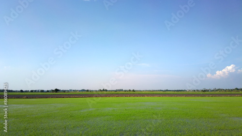 rice fields in Thailand