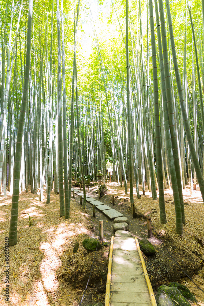 Fototapeta premium 竹林