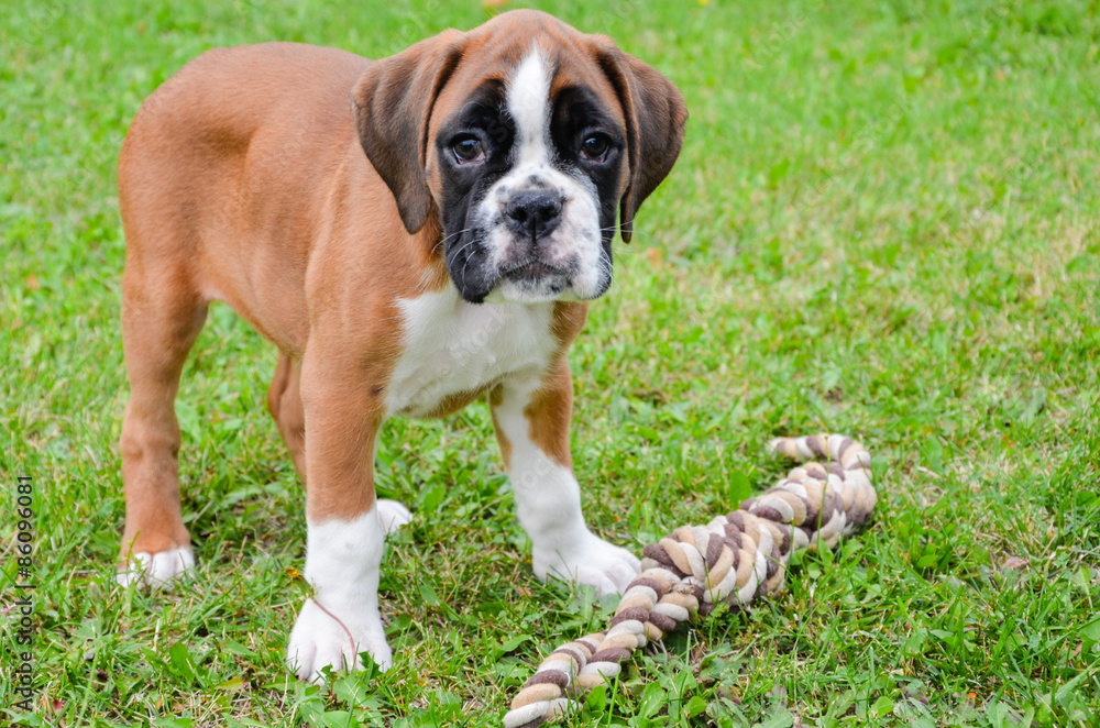 Beautiful boxer puppy playing with rope