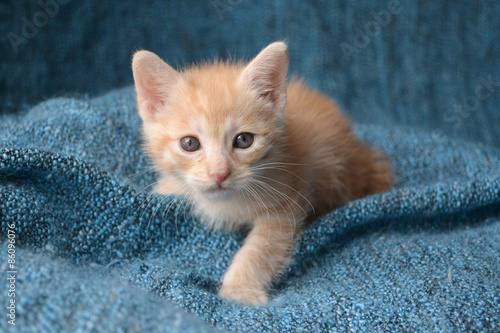 Cute little kitten on blue blanket background