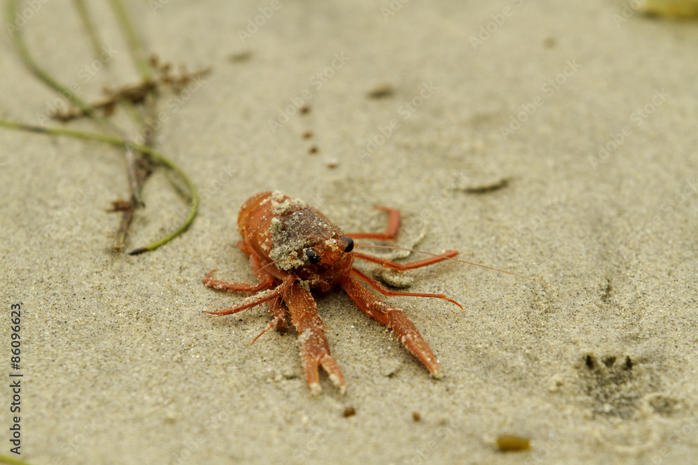 Red Tuna Crab on Beach