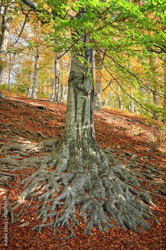The roots of the tree - beech