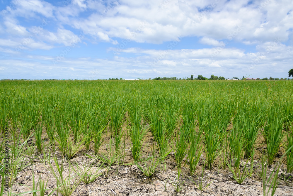 Rice Sprout in Rice field.Rice seedlings green background Rice Sprout in Rice field.Rice seedlings green background