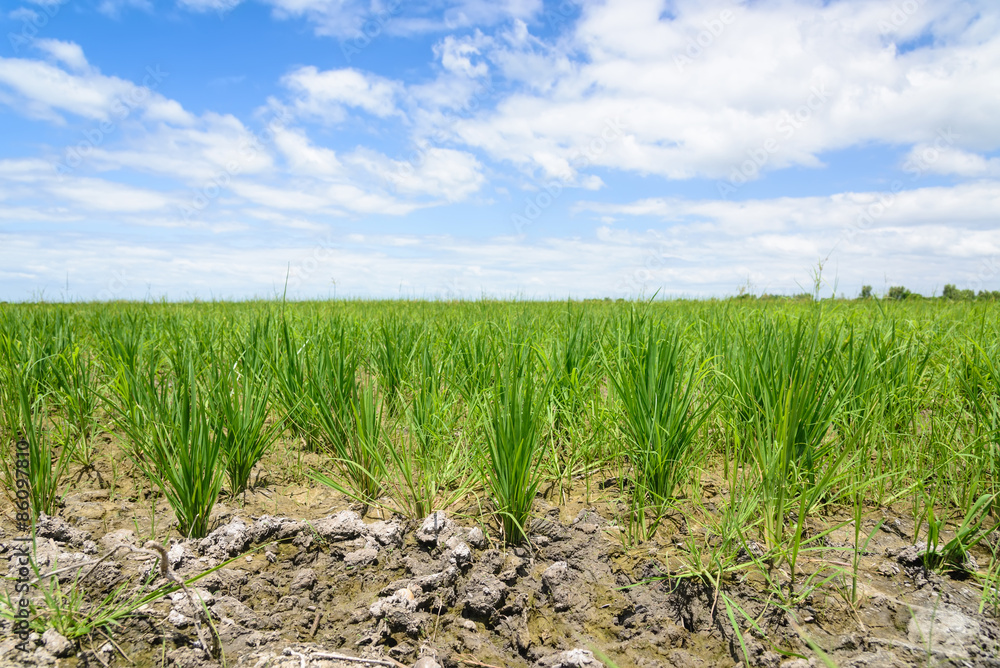 Rice Sprout in Rice field.Rice seedlings green background Rice Sprout in Rice field.Rice seedlings green background