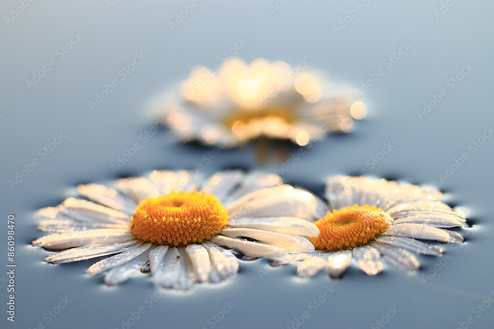 Fototapeta premium Chamomile background nature