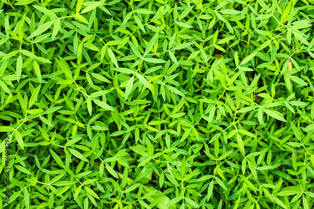 Grassland Grassland