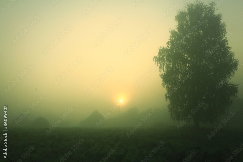 summer fog in the village