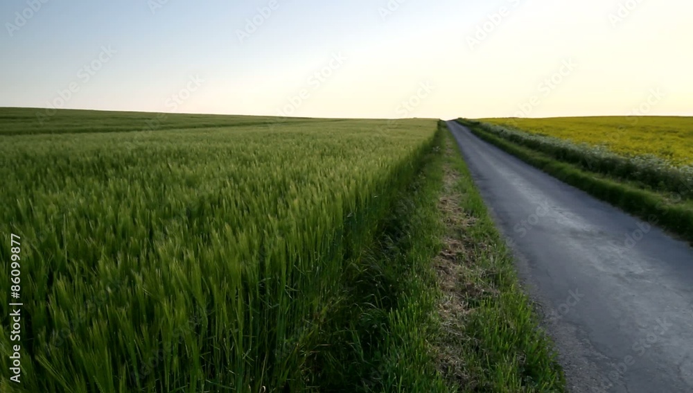 rustling crop fields at sunset rustling crop fields at sunset