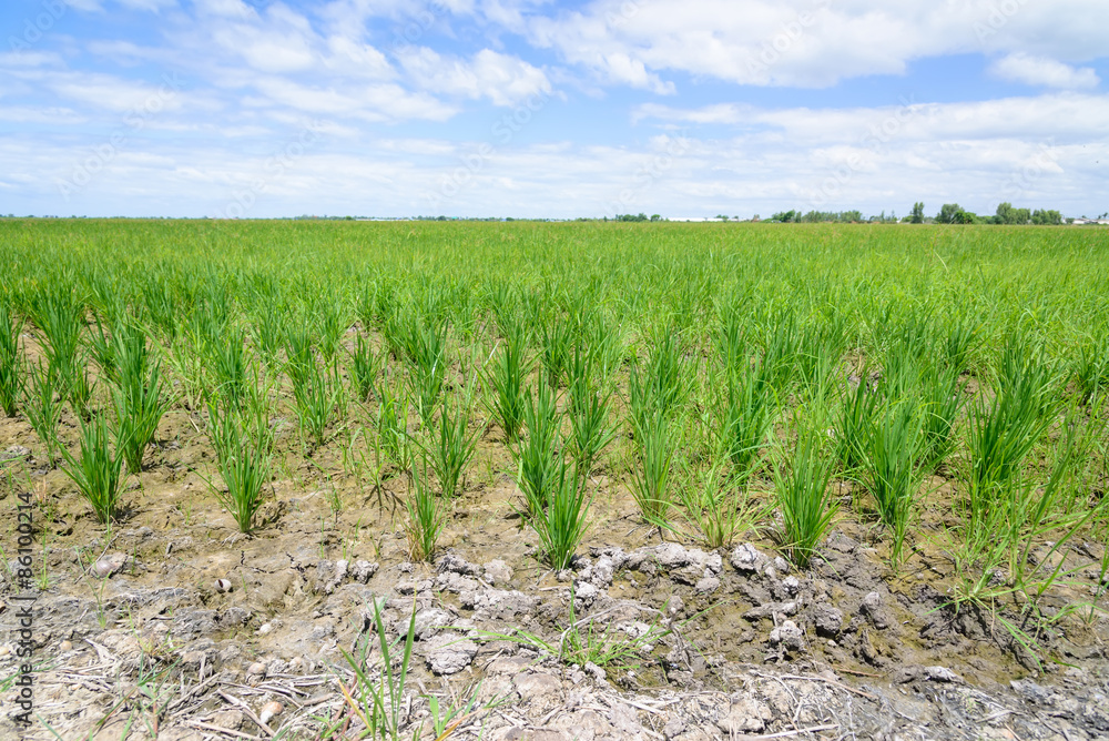 Rice Sprout in Rice field.Rice seedlings green background Rice Sprout in Rice field.Rice seedlings green background