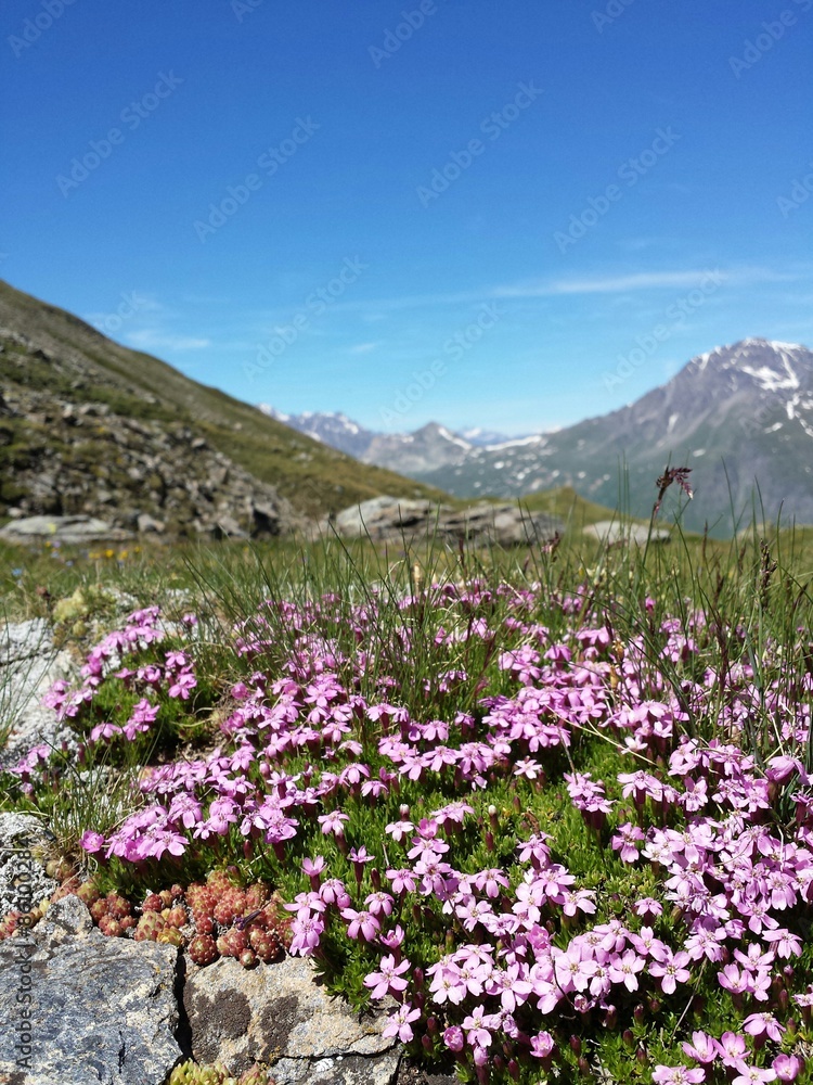 Fototapeta premium Fleurs alpines au Mont-cenis