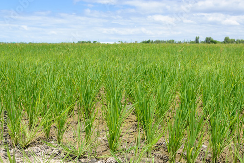 Rice Sprout in Rice field.Rice seedlings green background