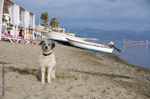 Köpek