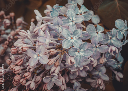 Beautiful spring lilac flowers  toned image