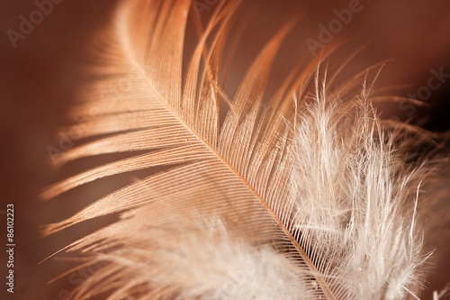 Closeup of feather with brown tones