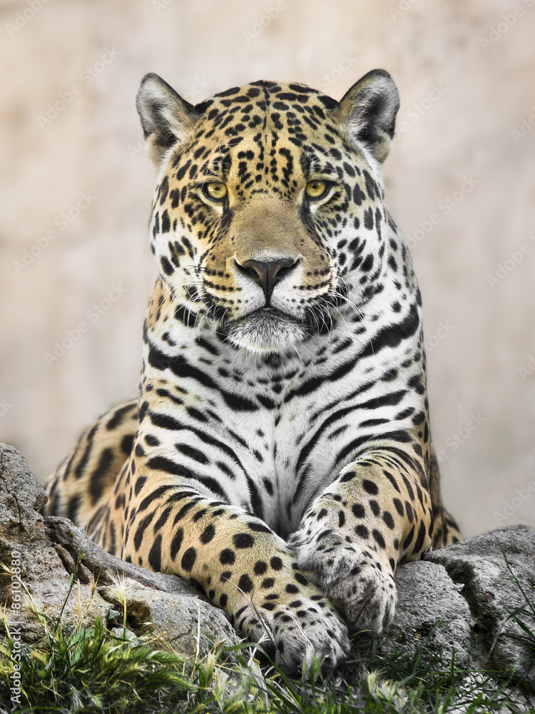 Naklejka premium Jaguar