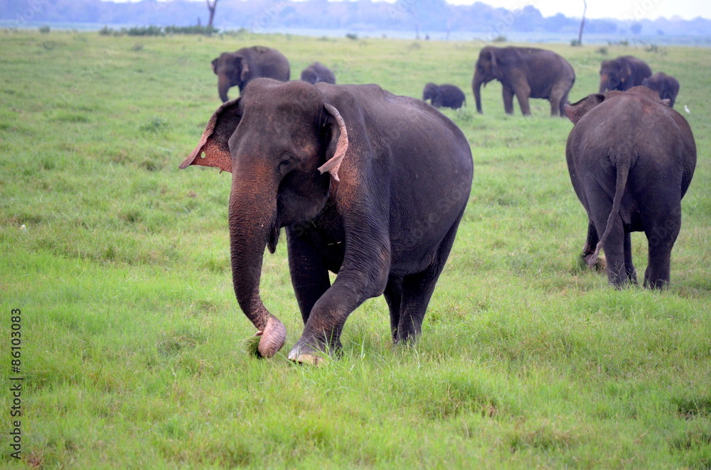Elephant inside a protected national park