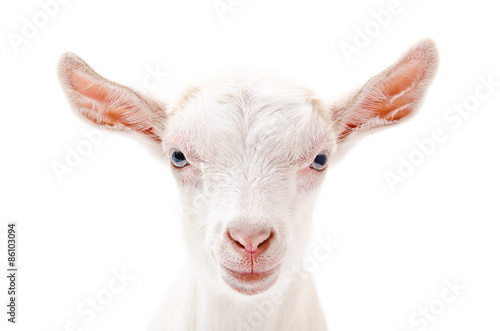 Portrait of a white little goat closeup