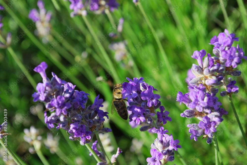 Fototapeta premium Pszczoła na lawendzie