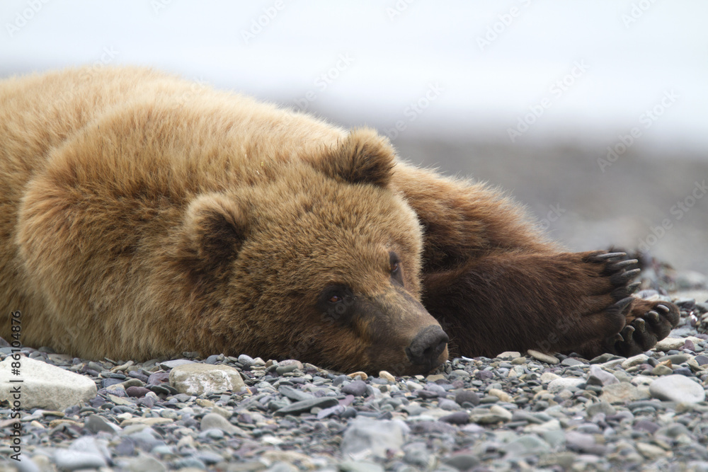 Portrait of wild brown bear in its habitat Portrait of wild brown bear in its habitat