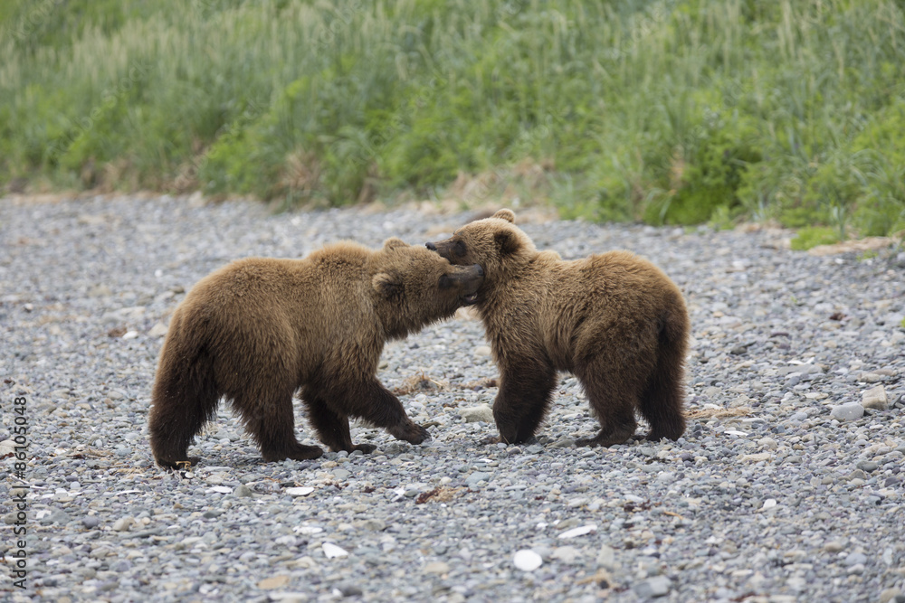 Portrait of wild brown bear in its habitat Portrait of wild brown bear in its habitat