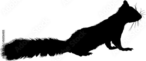 squirrel isolated on white