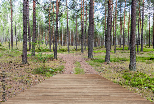 Deciduous forest with wooden floor background  