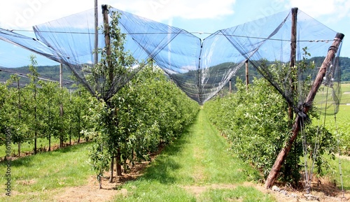 Filet contre la grêle