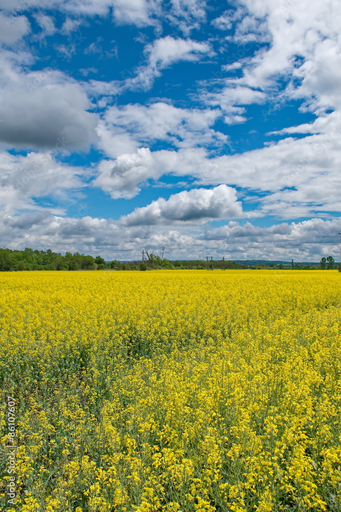 Rape field