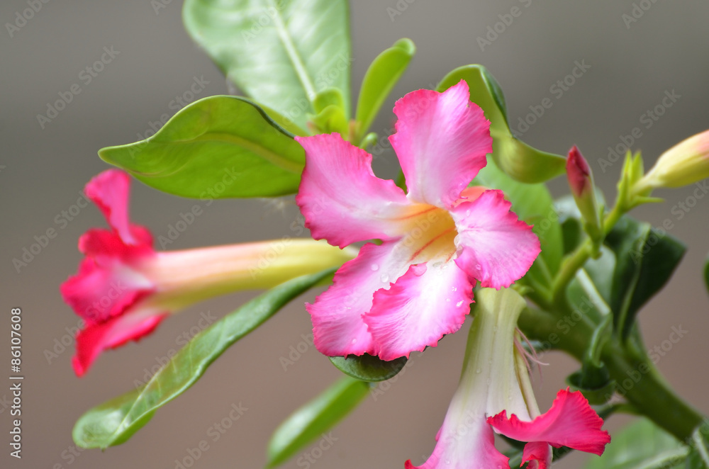 Adenium obesum Adenium obesum
