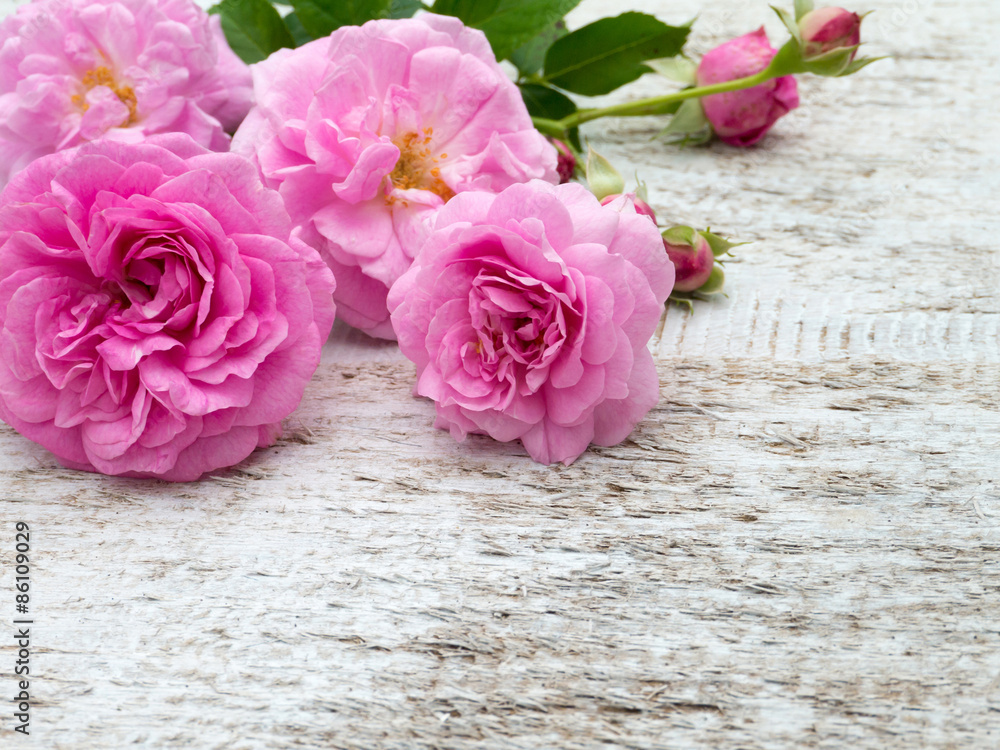 Antique roses and buds on the white painted board Antique roses and buds on the white painted board