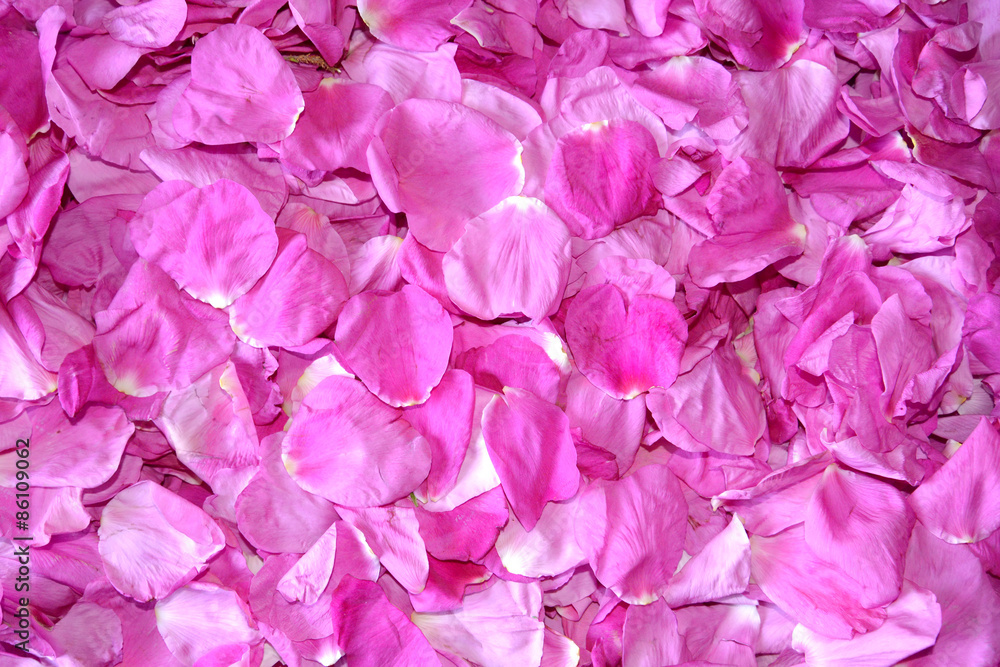 Background from pink petals of a dogrose