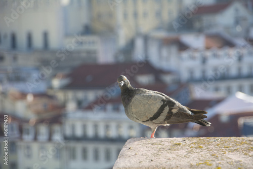 Pidgeon on a Rooftop