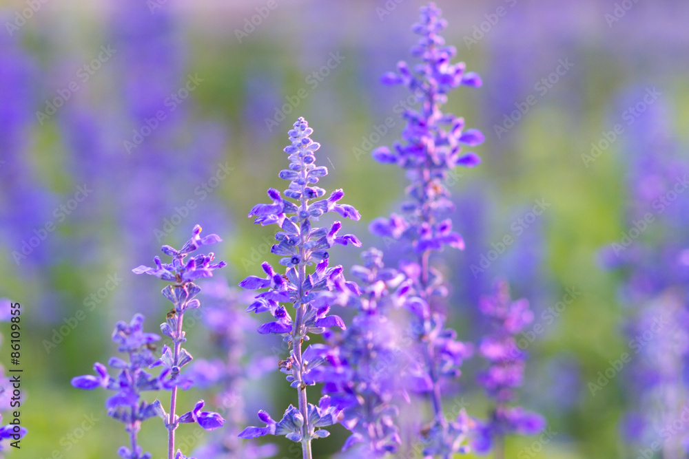 Fototapeta premium Beautiful spring background with Salvia farinacea Benth.
