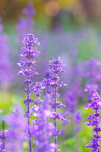 Beautiful spring background with Salvia farinacea Benth.