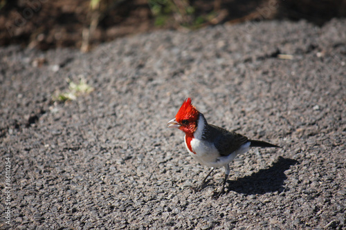 beautiful cardinal in Hawaii photo