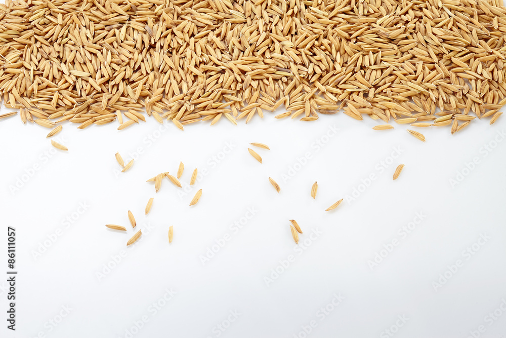 Paddy isolated on white background Paddy isolated on white background