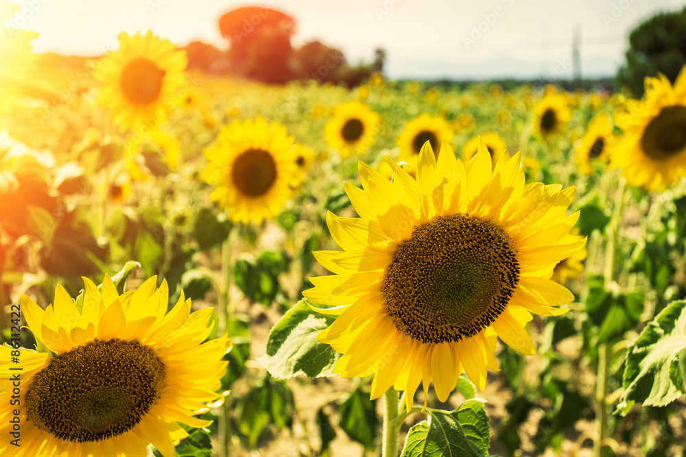 Fototapeta premium Sunflowers