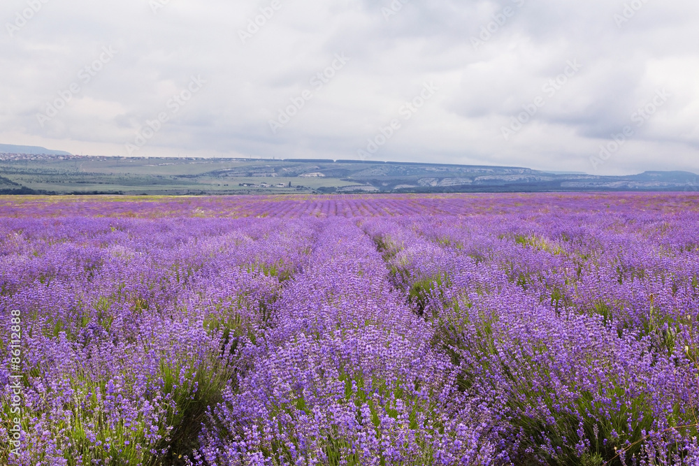 Purple field of lavender flowers Purple field of lavender flowers