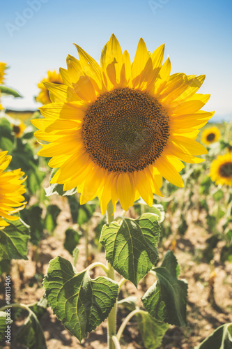 Sunflowers