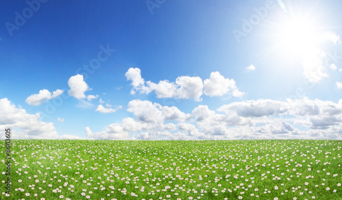 Fototapeta Naklejka Na Ścianę i Meble -  Green field and blue sky