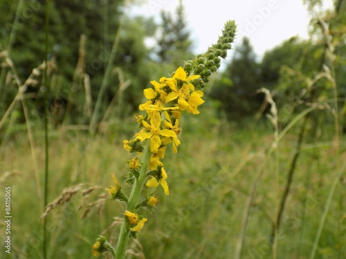 Obraz na plátně Agrimony