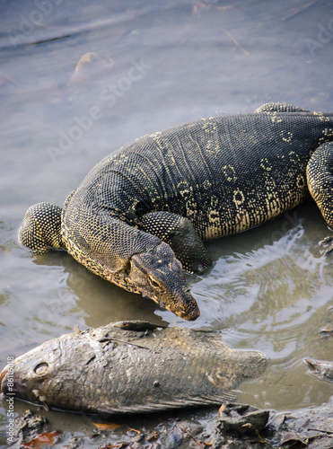 Water monitor lizard in the lake / Close up
