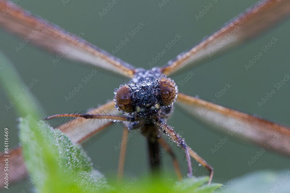 Fototapeta premium Dragonfly eyes